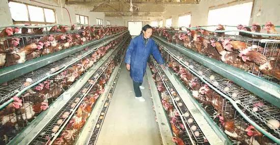 安徽H7N9最新動態(tài)，全面防控與公眾應對的最新進展