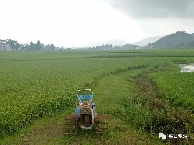 濟寧小麥價格動態(tài)分析與趨勢預(yù)測