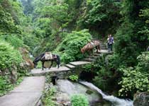 舜皇山國家森林公園最新項(xiàng)目，自然與人文的和諧共生發(fā)展