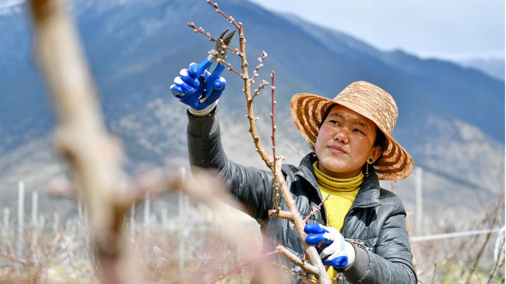 色沃村最新新聞報(bào)道概覽